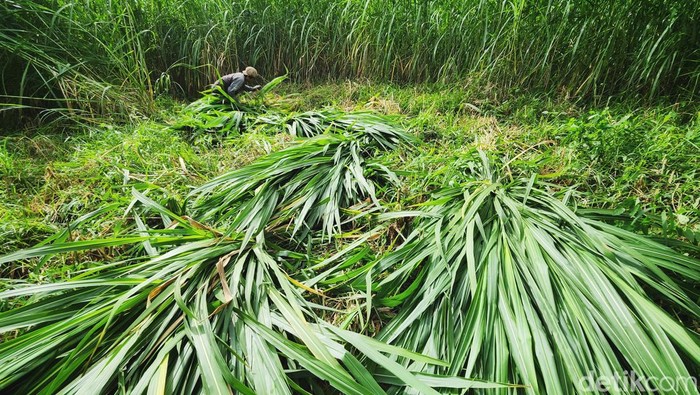 Panen Pakchong, Rumput Raksasa yang Disukai Sapi Para buruh tani memanen rumput Pakchong di Ciapus, Bogor, Jawa Barat, Minggu (15/1/2023). Rumput tersebut merupakan pakan ternak yang paling disukai para sapi. Rumput akan dicacah dalam potongan kecil lalu dicampur dengan konsentrat menjadi pakan ternak.
