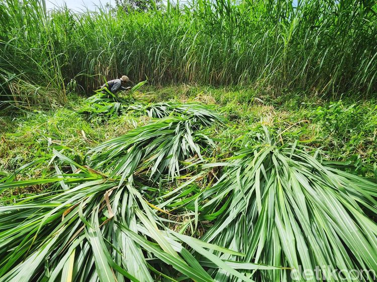 Panen Pakchong, Rumput Raksasa yang Disukai Sapi