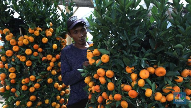 Pekerja merapikan pohon jeruk Imlek (Kim Kit) yang dijual di Kavling DKI kawasan Meruya, Jakarta, Senin (16/1/2023). (CNBC Indonesia/Tri Susilo)
