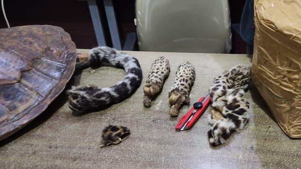Pemuda berinisial MR (22) ditangkap karena menjual potongan tubuh satwa dilindungi, yaitu macan tutul.