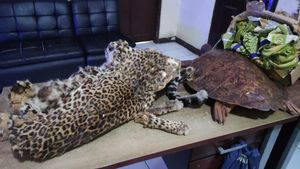 Jual Potongan Tubuh Macan Tutul di FB, Pemuda di Bekasi Ditangkap
