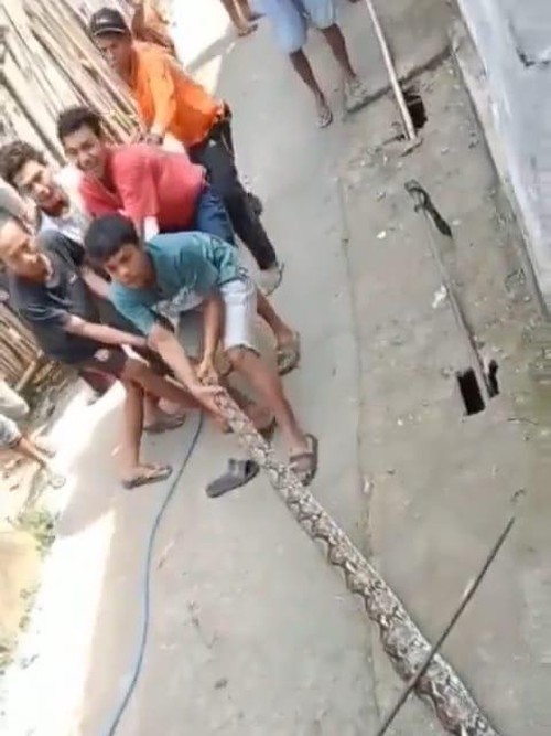 Warga Kota Baru, Dompu Nusa Tenggara Barat (NTB) menangkap ular piton yang meresahkan warga.