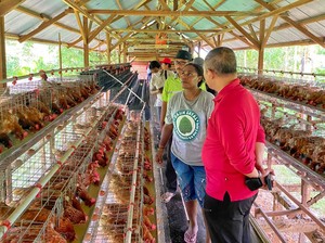 Ikut Program Ternak Ayam, Anak Muda Papua Ini Raup Omzet Rp 52 Juta