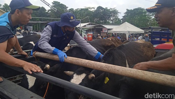 Petugas memeriksa sapi-sapi yang masuk ke Pasar Hewan Jelok, Cepogo, Boyolali, Senin (16/1/2023).