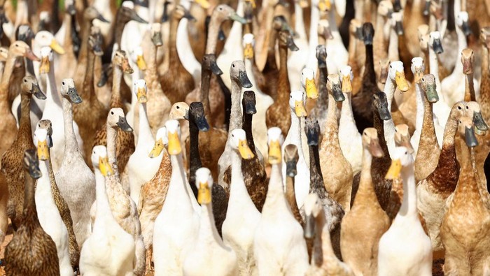 Petani mengerahkan bebek pelari India untuk membasmi hama di kebun anggur di Cape Town, Afrika Selatan,