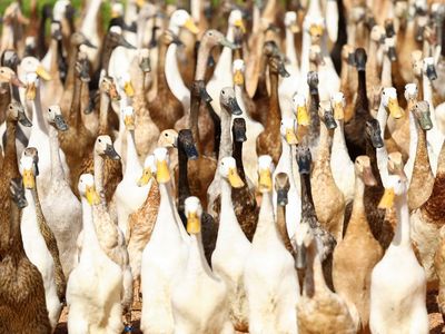 Aksi Kawanan Bebek Pembasmi Hama di Kebun Anggur Afrika Selatan