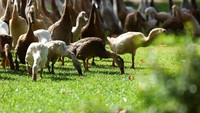 Bebek-bebek itu bertugas memakan hama supaya tidak merusak tanaman anggur.