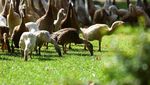 Aksi Kawanan Bebek Pembasmi Hama di Kebun Anggur Afrika Selatan