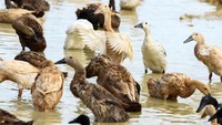 Bebek-bebek itu akan menyisir lahan perkebunan untuk melahap hama siput.