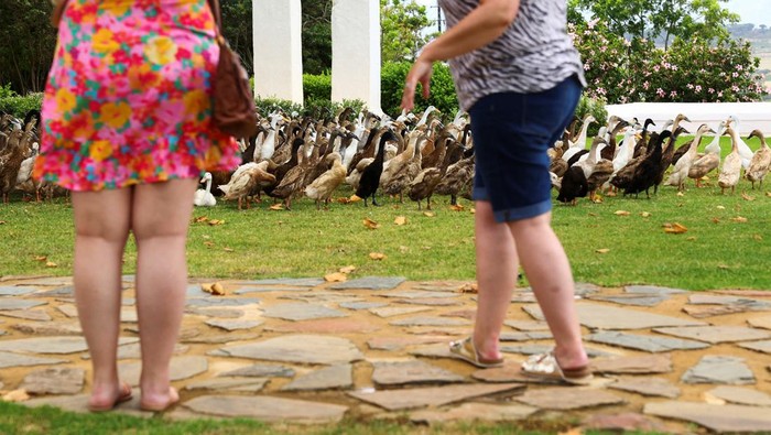 Potret Bebek Patroli Hama di Afrika Selatan Petani mengerahkan bebek pelari India untuk membasmi hama di kebun anggur di Cape Town, Afrika Selatan,