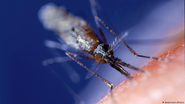 Waspada: Malaria Resisten Obat Arteminisin Muncul di Afrika