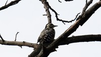 Kegiatan ini bertujuan untuk memberikan edukasi kepada masyarakat terutama generasi muda tentang keberadaan burung air, populasinya serta fungsi dari keberadaan mereka bagi manusia dan alam sekitar. Populasi burung air menjadi indikator lingkungan yang penting dalam pengelolaan lahan basah. Di beberapa daerah persawahan, burung air bermanfaat sebagai pengendali hama.