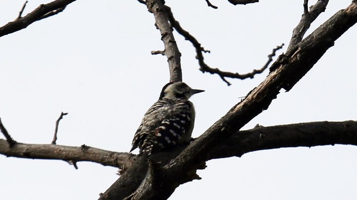 Biodiversity Warriors (BW) KEHATI melakukan sensus burung air Asia di Taman Wisata Alam Mangrove Angke Kapuk Jakarta. Hasilnya ada 14 jenis burung air yang berhasil didata.