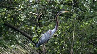 Pada pengamatan sebelumnya tahun 2021 di Hutan Lindung Angke Kapuk, terdapat 8 jenis burung air yang berhasil dicatatkan, yaitu pecuk ular asia, bambangan kuning, blekok sawah, kokokan laut, kuntul kecil, bangau bluwok, itik benjut, dan kareo padi. Hasil sensus burung air 2023 kali ini berhasil mendata14 jenis burung air, yaitu pecuk ular asia, kuntul kecil, pecuk padi hitam, pecuk padi kecil, blekok sawah, trinil pantai, kowak malam abu, itik benjut, cangak besar, cangak merah, cangak abu, kokokan laut, kuntul karang, kareo padi, bangau bluwok, dan bambangan hitam.