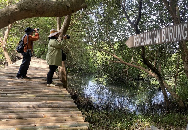 Biodiversity Warriors (BW) KEHATI melakukan sensus burung air Asia di Taman Wisata Alam Mangrove Angke Kapuk Jakarta. Hasilnya ada 14 jenis burung air yang berhasil didata.
