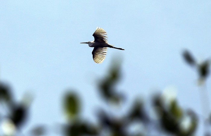 Biodiversity Warriors (BW) KEHATI melakukan sensus burung air Asia di Taman Wisata Alam Mangrove Angke Kapuk Jakarta. Hasilnya ada 14 jenis burung air yang berhasil didata.