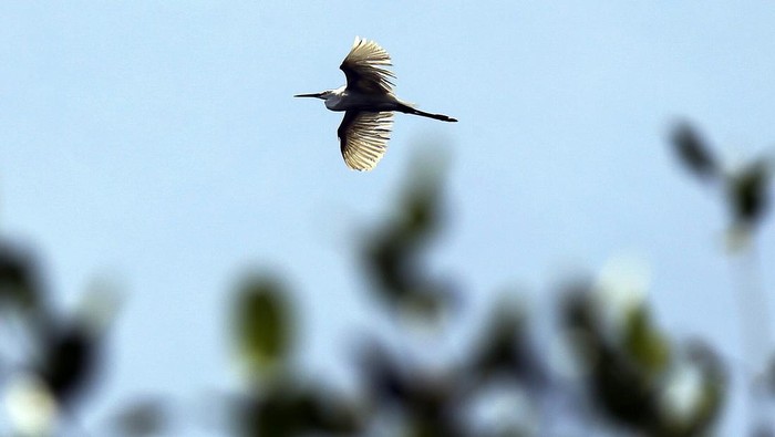 Yuk! Lihat Sensus Burung Air di Jakarta Biodiversity Warriors (BW) KEHATI melakukan sensus burung air Asia di Taman Wisata Alam Mangrove Angke Kapuk Jakarta. Hasilnya ada 14 jenis burung air yang berhasil didata.