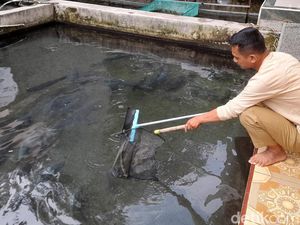 Asa Pembudidaya Ikan Dewa di Sumedang Jelang Imlek