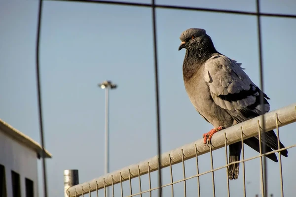 Burung Merpati Bisa Mengantarkan Surat, Bagaimana Cara Tahu Alamatnya?