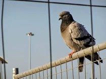 Begini Cara Merpati Pos Tahu Alamat Surat dan Tidak Tersesat