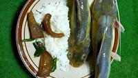 Makan nasi pakai lele goreng memang enak, tetapi ikan lele yang ini belum dimasak. Melainkan masih mentah tetapi sudah disajikan di atas nasi. Foto: Instagram /Twitter