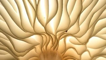 Cendawan jamur dipotret dari bawah. Foto: Reddit