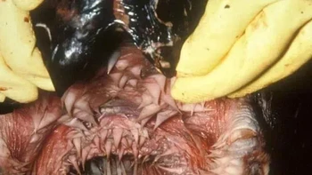 Bagian mulut penyu. Foto: Reddit