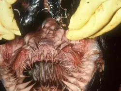 Bikin Tercengang, Ketika Objek Diambil dari Sudut Berbeda