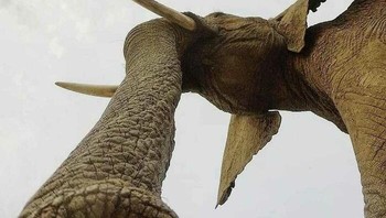 Gajah dipotret dari bawah belalai. Foto: Reddit