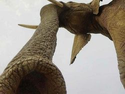 Hewan Sampai Tempat Terkenal Dipotret dari Angle Beda, Hasilnya Unik!