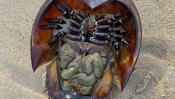 Sisi bawah dari kepiting tapal kuda atau Belangkas. Foto: Reddit