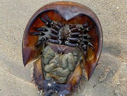 Hewan Sampai Tempat Terkenal Dipotret dari Angle Beda, Hasilnya Unik!