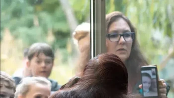 Sisi sebaliknya dari kandang Orangutan di kebun binatang, dengan POV si Orangutan. Foto: Reddit