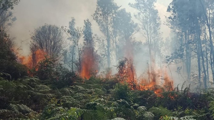 Kebakaran hutan di Natuna, Kepri.