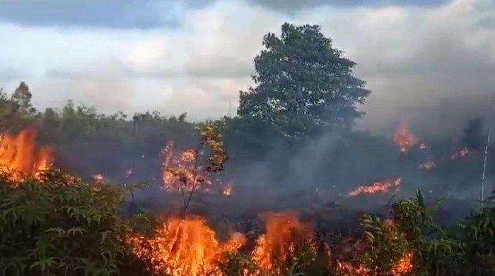 Kebakaran hutan di Natuna, Kepri. (Foto: Dok. BPBD Natuna)