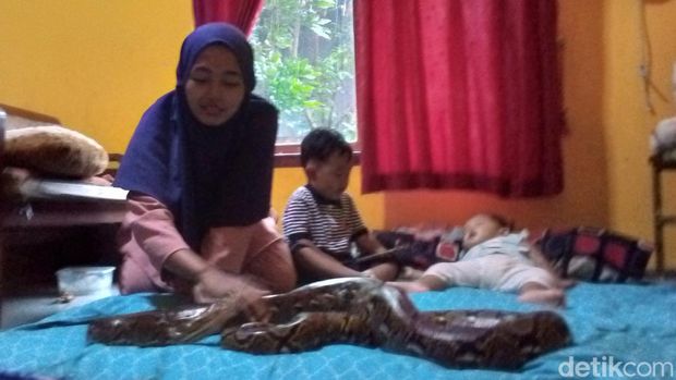 Keluarga di Kuningan hidup berdampingan dengan ular