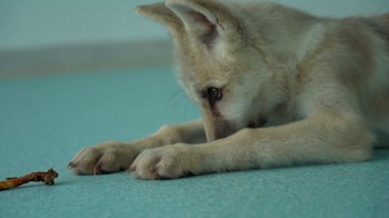 Srigala Arktik. Perusahaan bioteknologi Sinogene Biotechnology yang berbasis di Beijing, China, pada Oktober 2022, mengumumkan mereka berhasil mengkloning serigala Arktik pertama di dunia dari jenisnya. Keberhasilan prosedur ini sebagai pencapaian penting dalam melestarikan satwa liar yang terancam punah dan spesies langka. Foto: CGTN/AFP