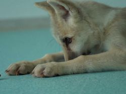 Hewan Eksperimen Manusia, Babi Six Pack Hingga Tikus Glow in the Dark