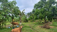 Calon lokasi Bandara Bali Utara digunakan warga setempat untuk menggembala ternak seperti sapi. Cukup mudah bagi peternak mencari pakan untuk hewan ternaknya di sana.