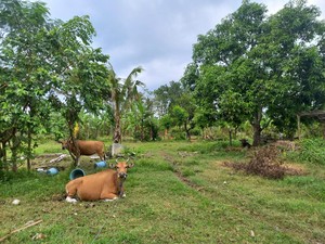 Melihat Lahan 154 Ha, Disebut Calon Bandara Bali Utara