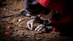 Penampakan Fosil Megaraptor yang Ditemukan di Chile