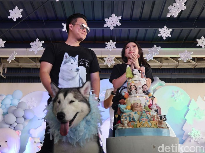 Perayaan ulang tahun anjing Malamut Alaska, Kai Xavier di mal.