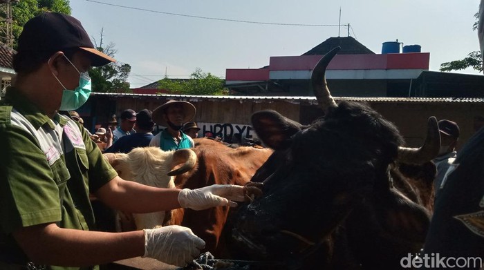 Petugas Dinas Pertanian Pemkab Klaten mengecek pasar hewan Jatinom beberapa waktu lalu.