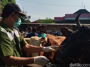 66 Ekor Sapi di Klaten Terjangkit LSD, Begini Kondisinya