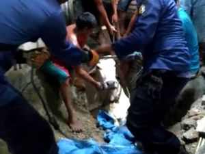 Dramatisnya Evakuasi Sapi di Bojonegoro yang Lepas Lalu Tercebur Sumur