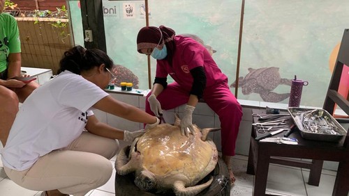 Proses nekropsi dua bangkai penyu di kelompok pelestari penyu Kurma Asih, Desa Perancak, Kecamatan Negara, Kabupaten Jembrana, Senin (16/1/2023). (I Putu Adi Budiastrawan/detikBali).