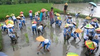 Tak hanya diajarkan bagaimana cara memelihara dan merawat hewan ternak, siswa TK ini juga diajarkan untuk belajar menanam padi.  