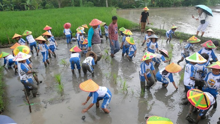 Siswa TK di Temanggung Ini Belajar Merawat Hewan Ternak-Menanam Padi Puluhan pelajar TK mengikuti kegiatan belajar di luar ruang. Mereka belajar merawat hewan ternak hingga menanam padi.