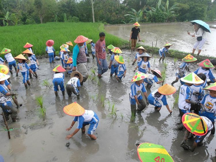 Serunya Siswa TK Belajar Merawat Hewan Ternak-Menanam Padi