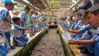 Sejumlah pelajar TK (taman kanak-kanak) memberi pakan ikan lele di kolam kompleks Argo Eduwisata Putat, Kedu, Temanggung, Jawa Tengah, Selasa (17/1/2023). Kegiatan belajar di luar ruang ini diikuti oleh puluhan siswa TK.